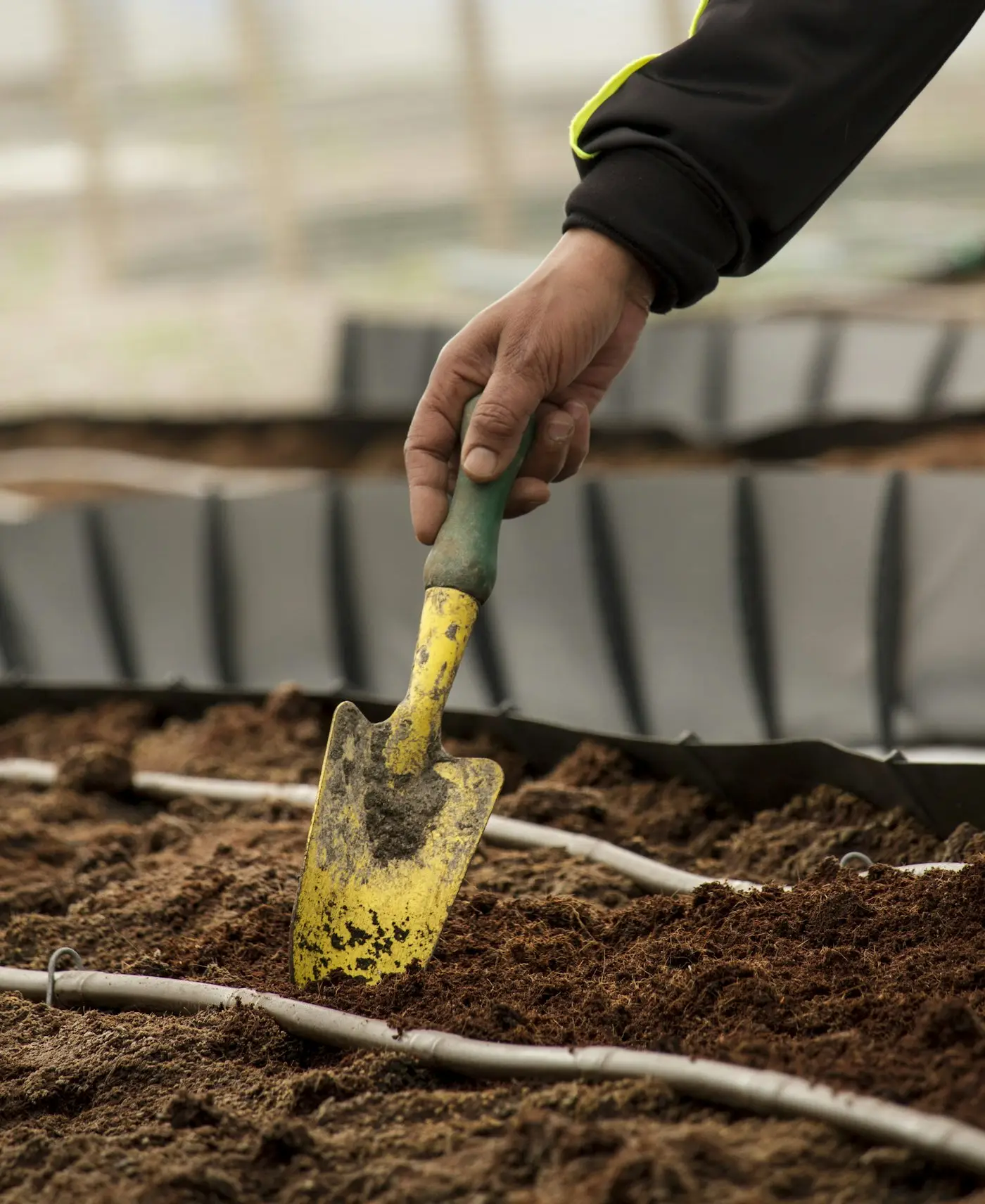 Hands edging a lawn with a trowel